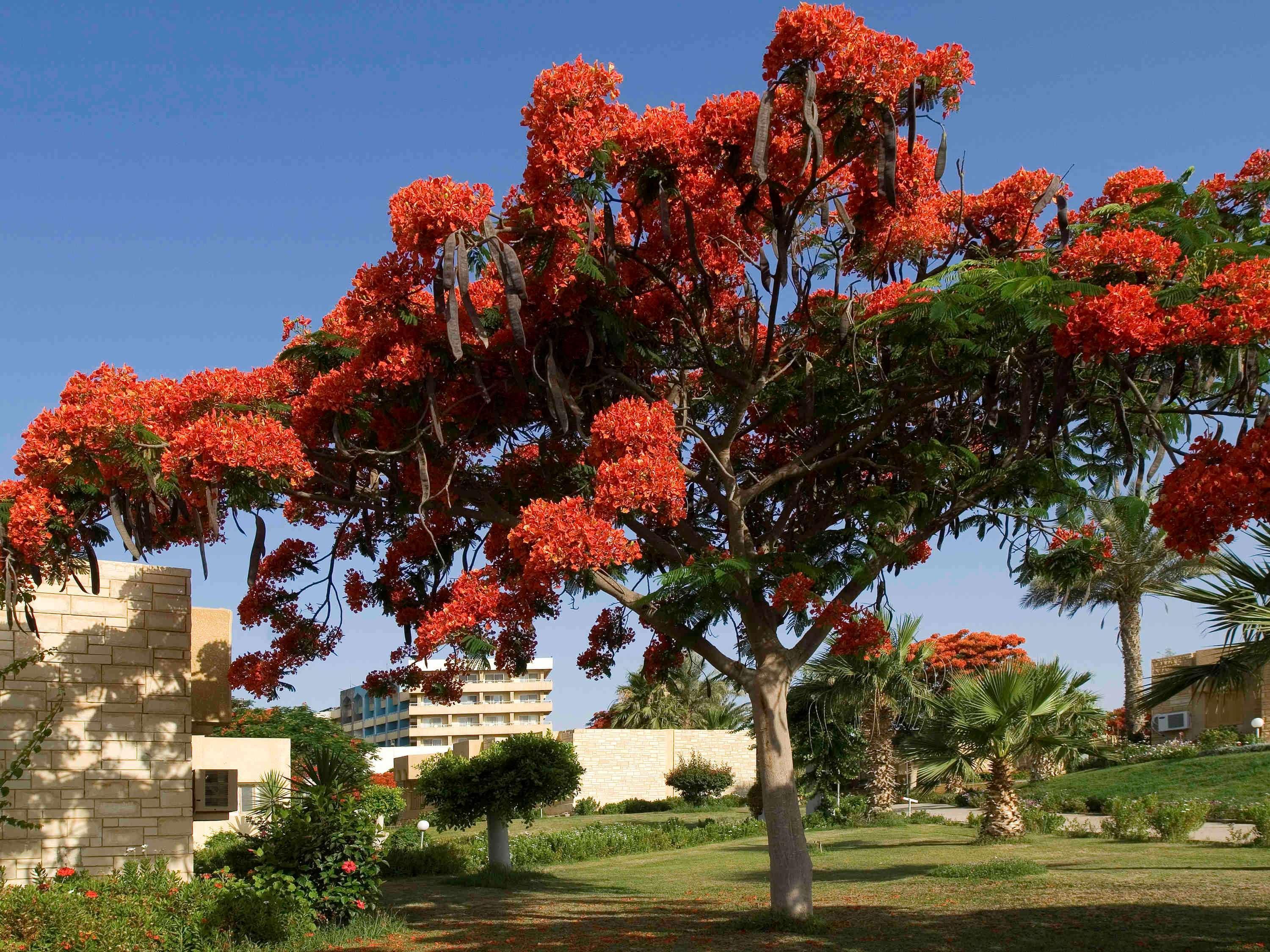 Mercure Ismailia Forsan Island Zewnętrze zdjęcie